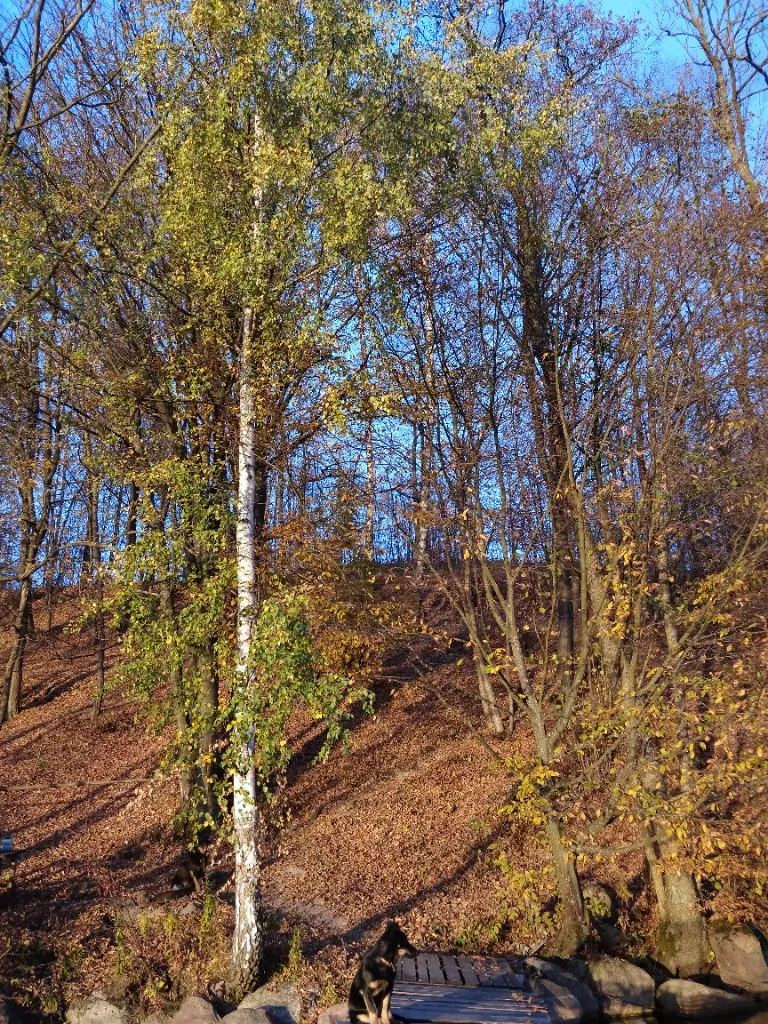 Stromy stok i pomost przy jeziorze Rospuda Filipowska