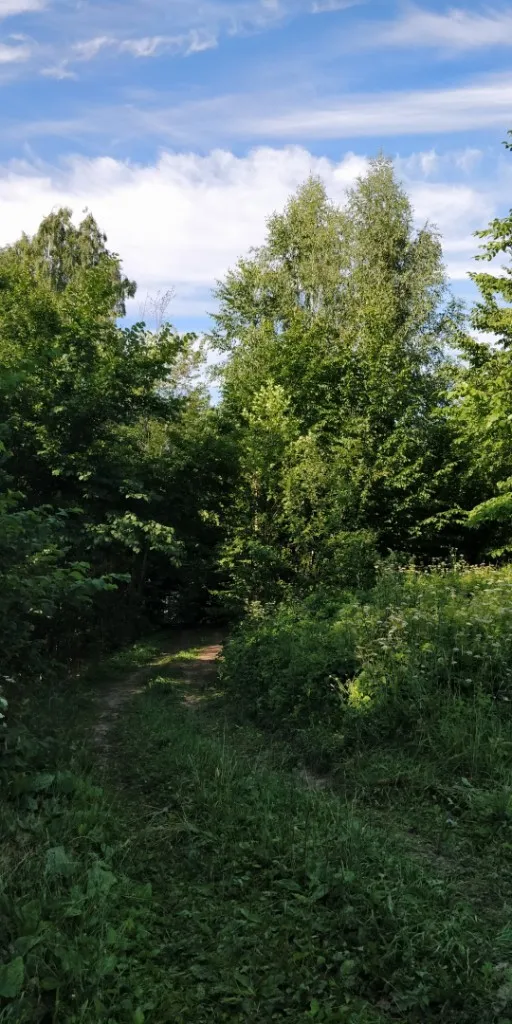 Droga między drzewami na enklawie Huta 5 — spacer nad jezioro