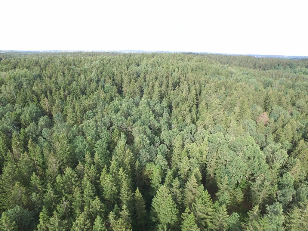 Puszcza i granica — Huta 5 przy Filipowie i Rospudzie